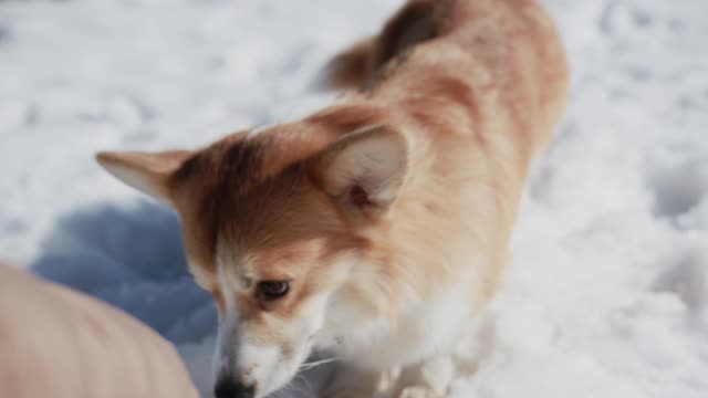 Funny Dog Videos Try Not To Laugh 202121 (Episode-8)