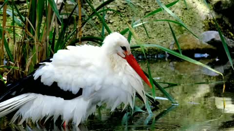 STORK BIRD SO CUTE # BIRD VIDEO BIRD NICE MOVMENT