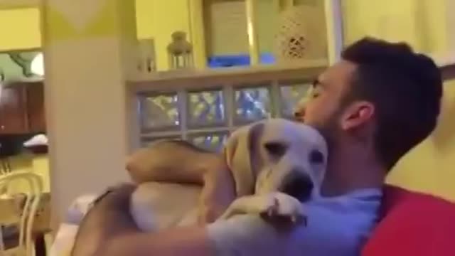 Guilty dog ​​asks for forgiveness