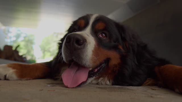 Hungry dog ​​sitting on the floor