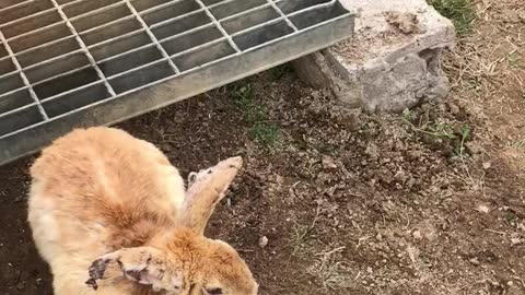 Two good rabbits between you