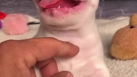 Mini ursinho polar ❤️