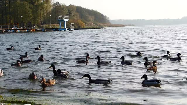 the charming lake