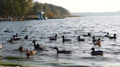 the charming lake