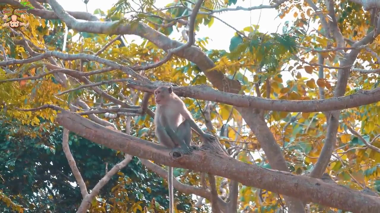 Animal Footage - Monkeys Beautiful Scenes Episode 22 _ Viral Monkey