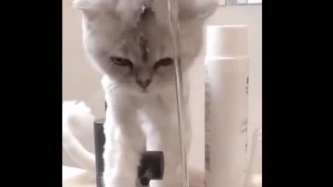 This beautiful cat doesn't know why the water is watering it