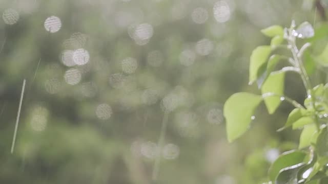 Natural Raining short Video