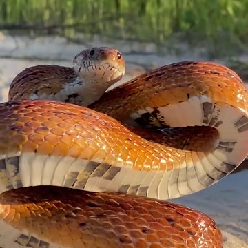 snake funny video for