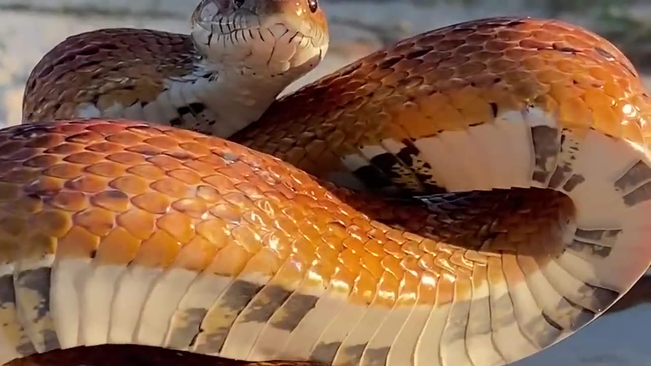 snake funny video for