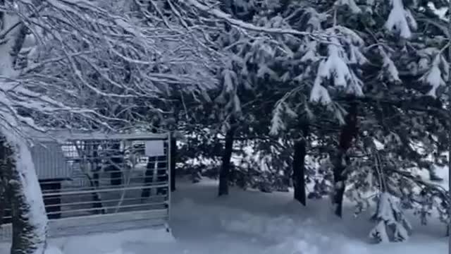 Amazing winter and animals