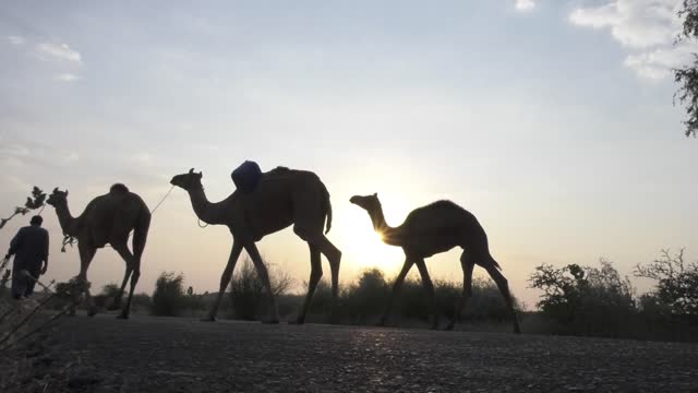 The sun reflected on a herd of camels