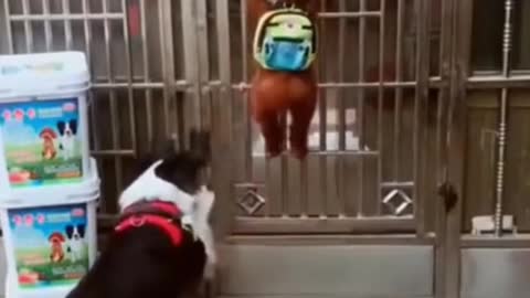 #FUNNY DOG OPENS THE DOOR FOR ITS FRIENDS