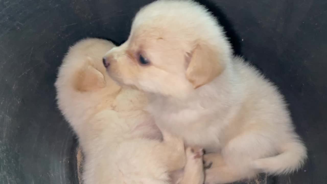 cute puppy video