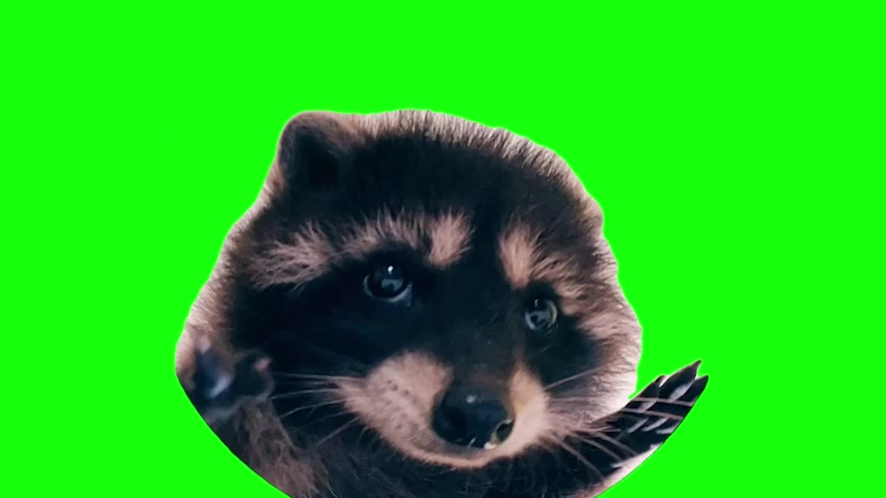 Pedro Raccoon | Green Screen