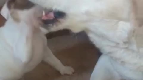 Pitbull Puppy Vs Labrador