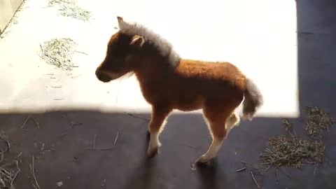 Very cute miniature horse puppy running after its owner.