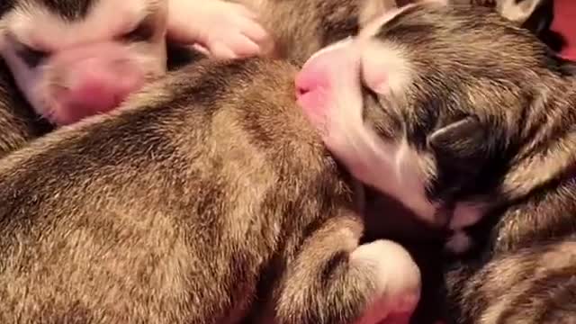 Funniest and Cutest Puppies, Funny Puppy Video 2022