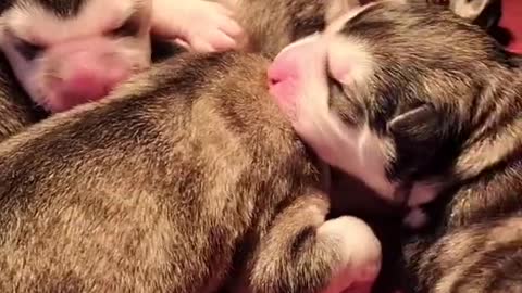 Funniest and Cutest Puppies, Funny Puppy Video 2022