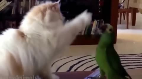 Cat vs parrot beautiful fight video