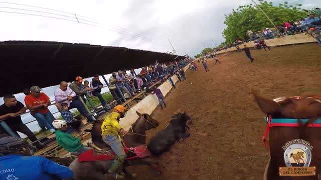 Toros coleados