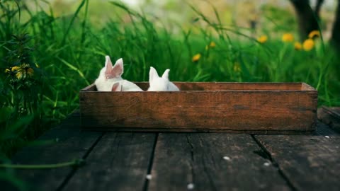 Tree friends rabbit in the box eating