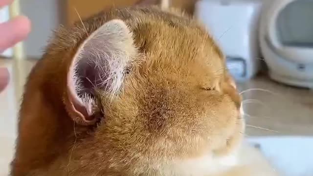 Funny dog and cat videos that will make you laugh! &1