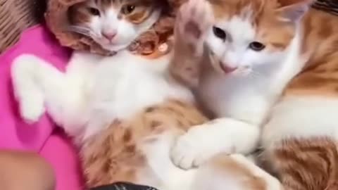 Funny & cute cats compilation 😺