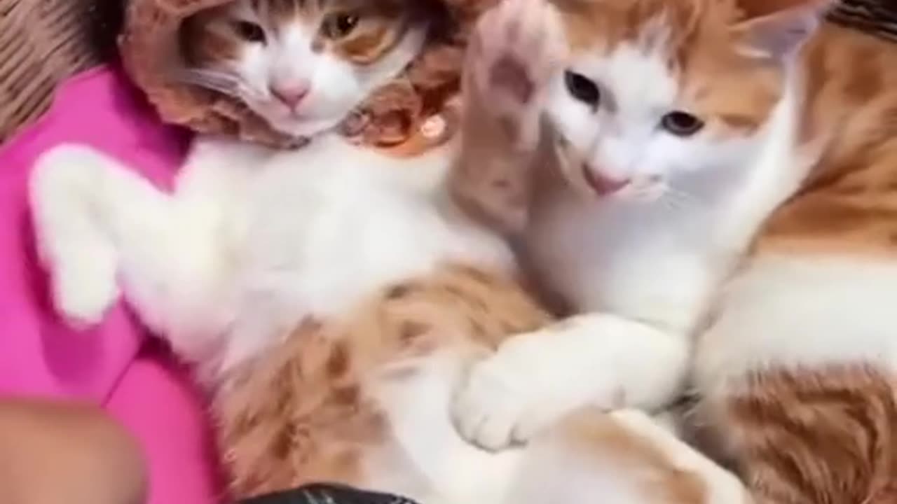 Funny & cute cats compilation 😺