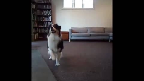 Funny .dog Dancing.com