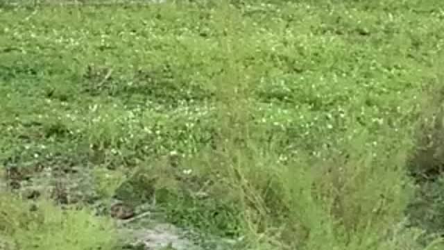 Jimmy Running Around