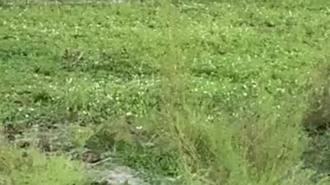 Jimmy Running Around