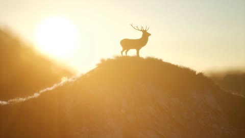 Deer Male in Forest at Sunset