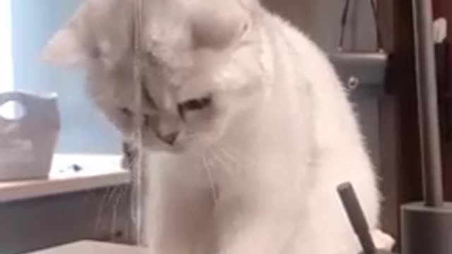 Funniest_cat_and_dog_video!! Part 21