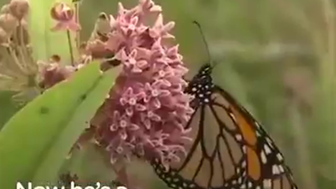 How Dose A Caterpillar Become A Butterfly #shorts #shortsvideo #video #viral