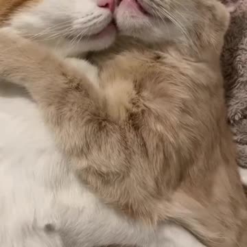 Sleeping cat 😂🤣😁