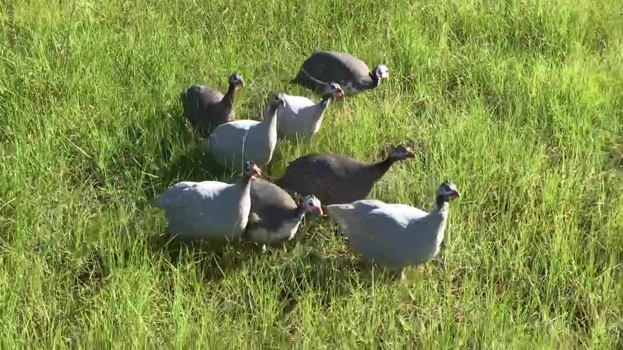 Young guinea fowl