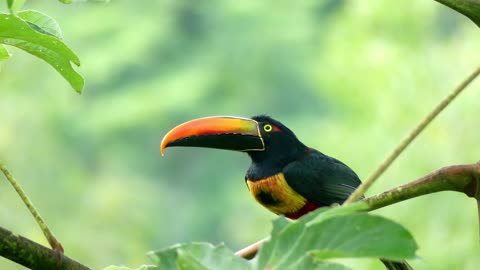 bird