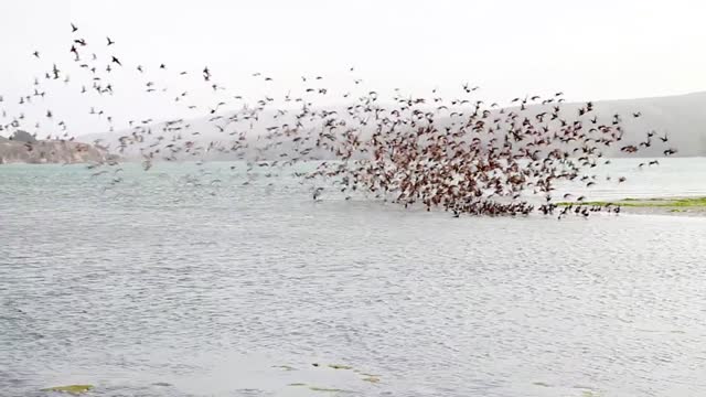 A beautiful and amazing view of a group of seagull birds