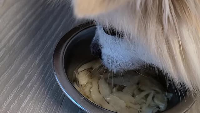 Hwang Tae-guk, a dog that eats healthy food.