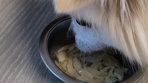 Hwang Tae-guk, a dog that eats healthy food.