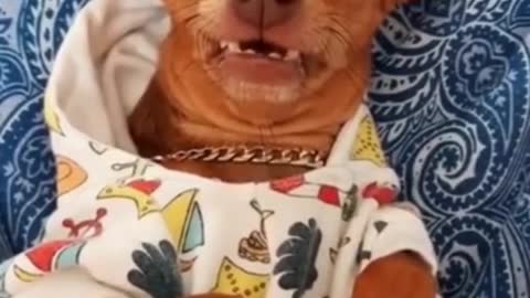 Dog videos to make you smile