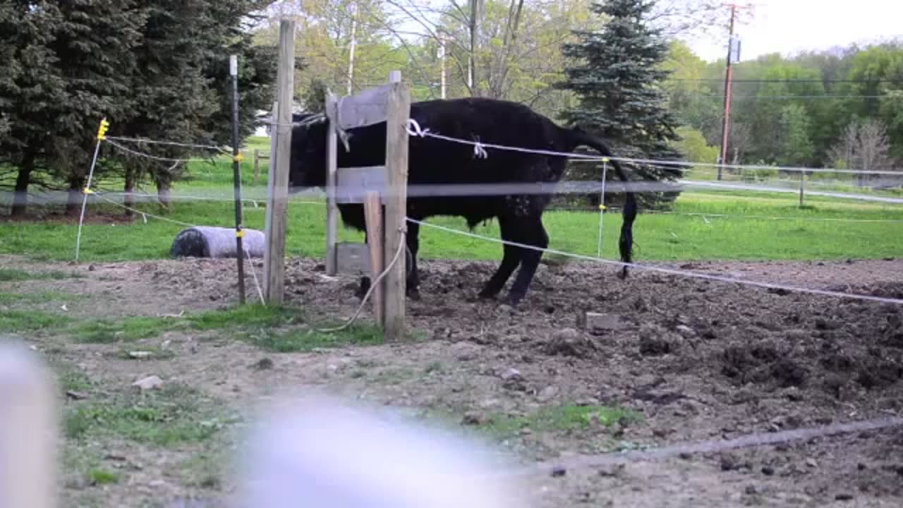 Our Steer Opening the Gate