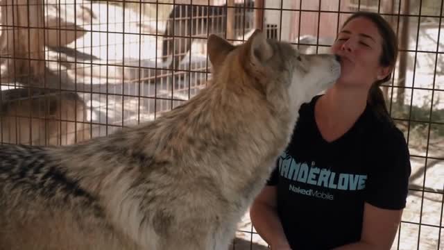 Dangerous Wolf Hybrid Dog Lip Kissing Cute Girls Lips