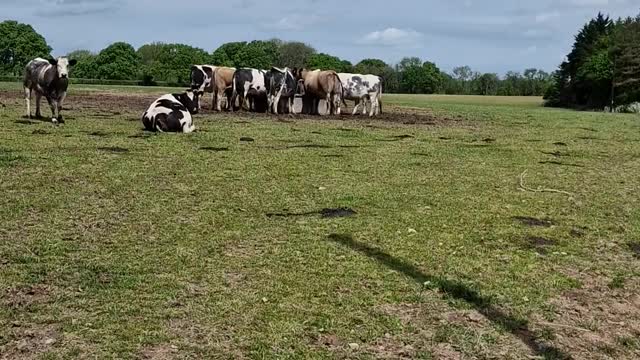 Cows having some lunch 😋