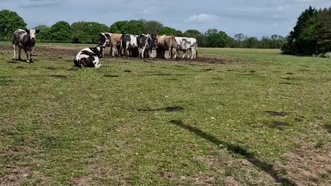 Cows having some lunch 😋