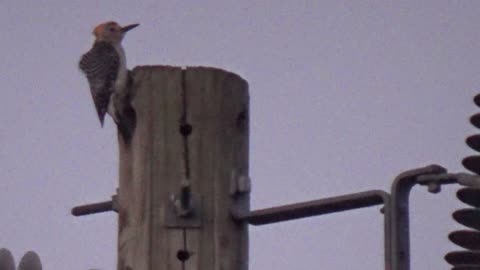 Red Bellie wood pecker