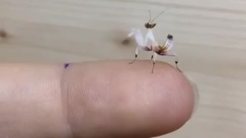 Wildlife