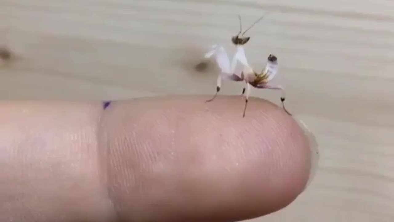 Wildlife