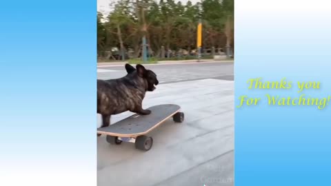 Funny Jokes About Animals