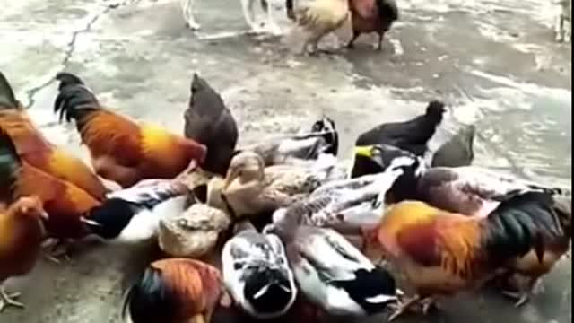 Chiken vs dog